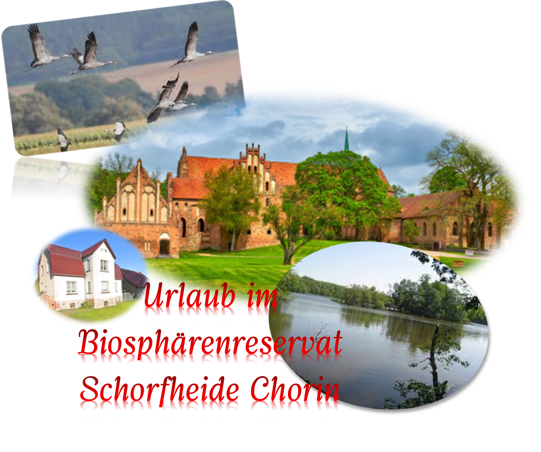 Kraniche, Kloster, Ferienhaus und Titel Urlaub im Biosphärenreservat Schorfheide Chorin