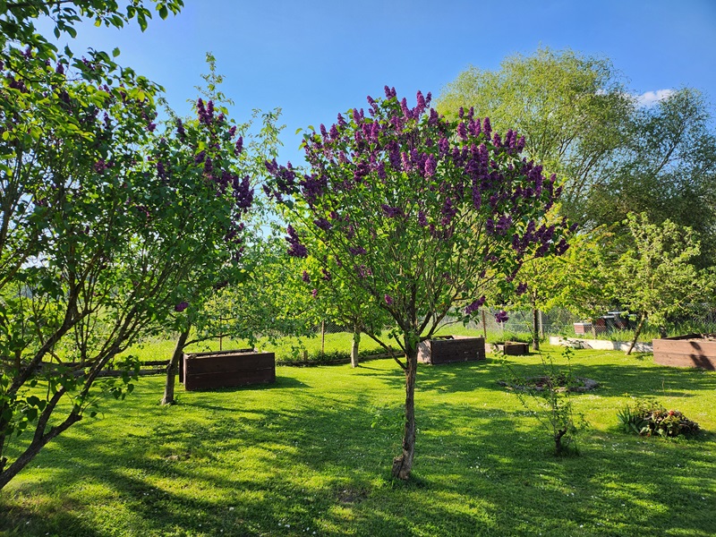 Garten mit violettem Flieder