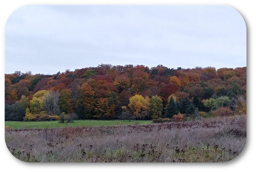 Herbstwald in Chorin