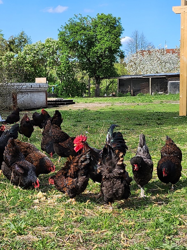Gruppe schwarzbrauner Hühner mit Hahn